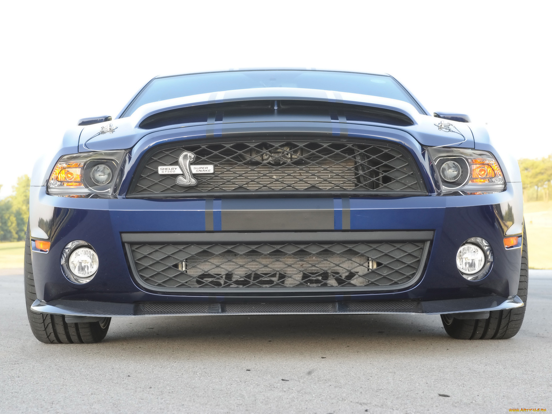 ford, shelby, gt500, super, snake, , mustang